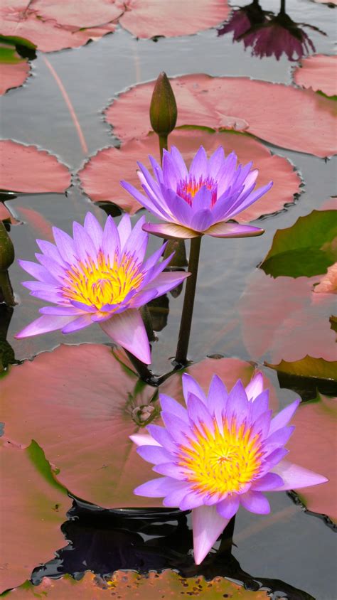 Free Images Blossom Round Flower Purple Petal Lake Floral Pond