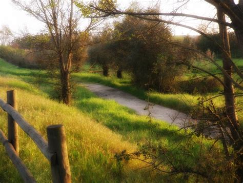 Free Images Landscape Tree Nature Marsh Meadow Morning Flower