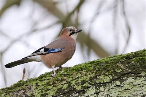 NABU Vogelzählung Eichelhäher hat sich kaum blicken lassen