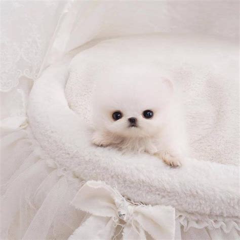 White Pomeranian Teacup Puppies