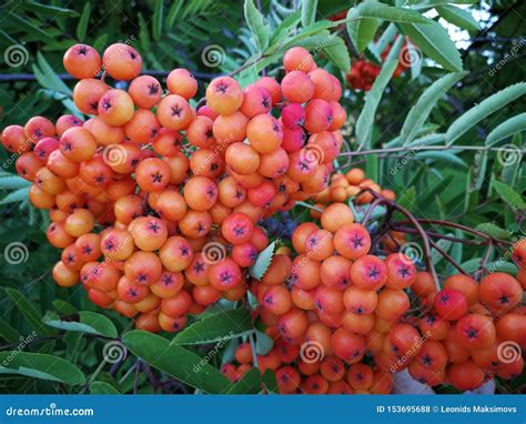 Beautiful Red And Orange Rowan Berrys Growing In Richmond British