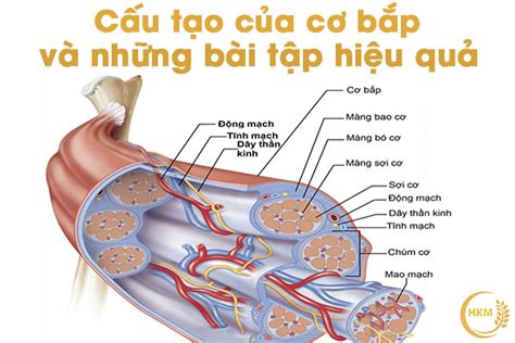 Cấu Tạo Của Cơ Bắp Và Một Số Bài Tập Hiệu Quả CÔng Ty Tnhh ThiẾt BỊ