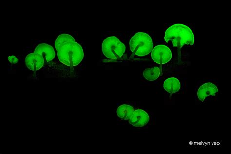 Bioluminescent Fungi by melvynyeo on DeviantArt