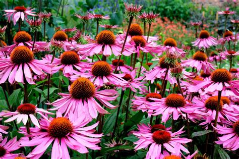 Echinacea Purpurea The King Rode Zonnehoed Hoveniernl