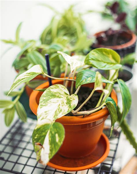 20 Best Air Purifying House Plants for Your Home - PureWow