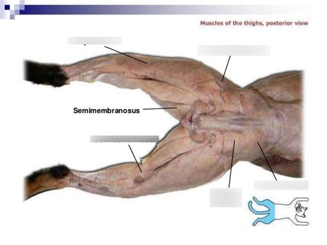 OBU A&P Lab Posterior Cat Leg Muscles Diagram | Quizlet