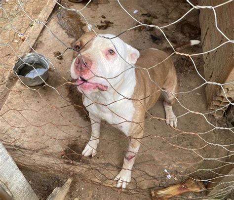 Denúncia sobre maus tratos contra animais leva polícia a constatar