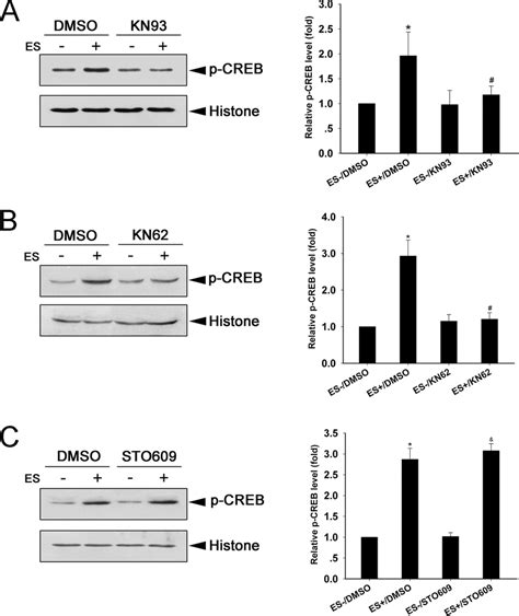 Camkii Is Required For Es Induced P Creb In Drgns Expression And