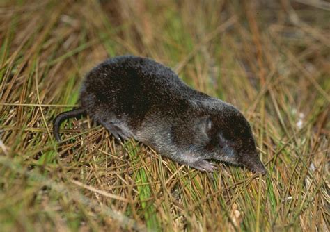 Mouse Shrew Mount Kilimanjaro Is Tallest Of All Many Folks Flickr