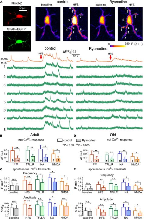 Frontiers Astrocyte Ryanodine Receptors Facilitate Gliotransmission