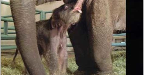 Elephant To Give Birth On Internet - CBS News