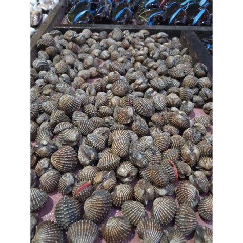 Jual KERANG DARA HIDUP UK SEDANG 1KG Shopee Indonesia