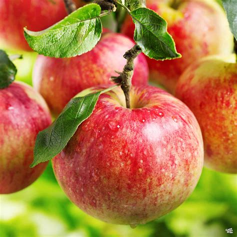 Apple 'Ambrosia' — Green Acres Nursery & Supply