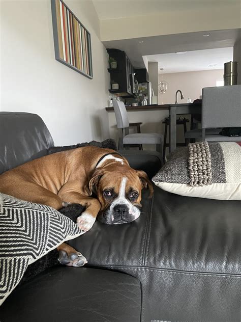 Forest Ch Boxer Rescue