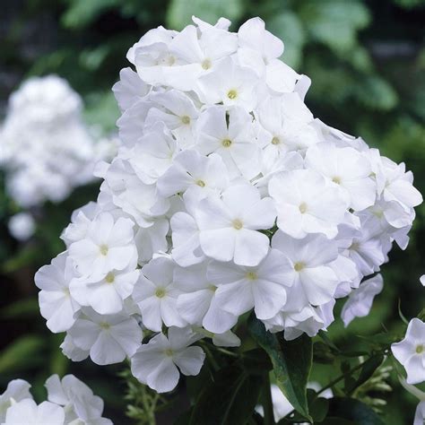 Phlox Paniculata David Large Plant Perennial And Biennial Plants