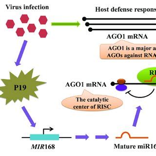 Hypothetical Model For MiRNA Mediated Gene Silencing In Plant Virus