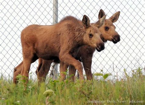 Twin Moose calves | Moose, Wildlife photos, Alaska