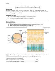 Assignment 3 Sensation Perception Docx Name Assignment 3 Sensation