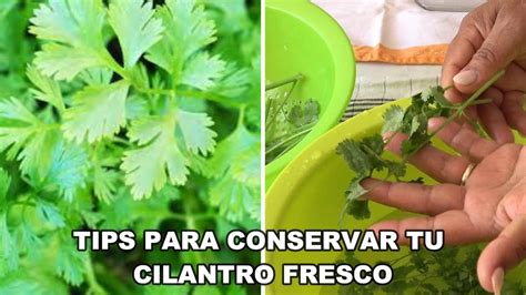 CÓMO CONSERVAR TU CILANTRO FRESCO POR MÁS TIEMPO Te ayudará a