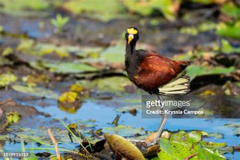 Jacana Bird Photos And Premium High Res Pictures Getty Images