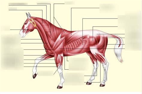 Horse Muscles Diagram Quizlet