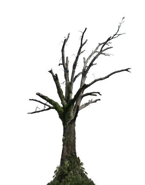 Collection Of Png Dead Tree Pluspng