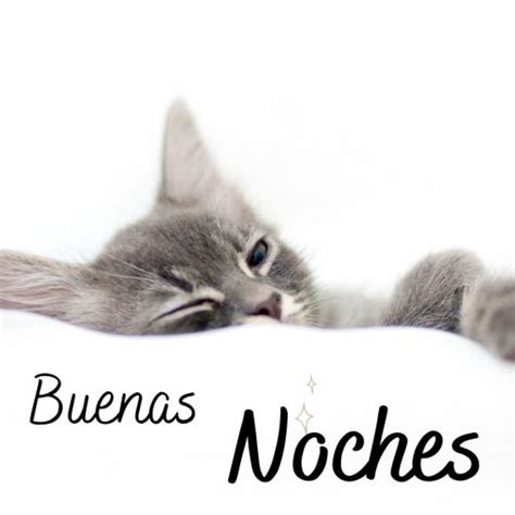 Buenas Noches Gatos Fotos De Gatitos Tiernos Para Whatsapp