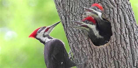 Why Do Woodpeckers Peck Wood The Fact Site