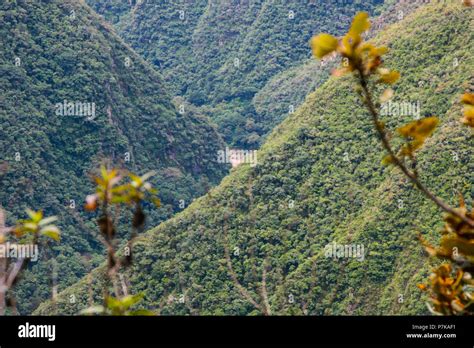 Yellow Flowers In The Wild Nature Of The Andes Mountains Along The Inca