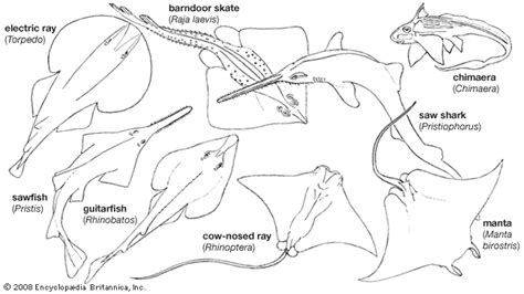 Chondrichthyan Cartilaginous Fish Elasmobranchs Holocephali