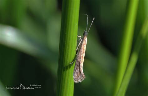 Plutella Xylostella