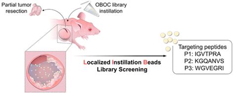 Localized Instillation Enables In Vivo Screening Of Targeting Peptides Using One Bead One