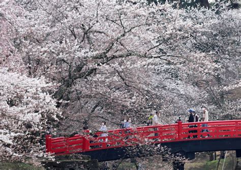 弘前公園の桜、はや見頃 準まつり開幕、21日にも満開47news（よんななニュース）：47都道府県52参加新聞社と共同通信のニュース・情報