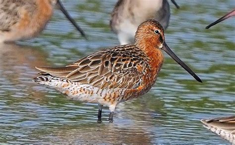 Black Tailed Godwit Life Cycle Nest Building To Fledging And