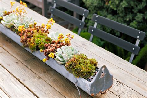 38 Ideas For Succulents In Containers Sunset Magazine