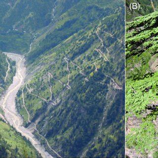 2 (A) General view of the Sutlej river basin with open dry conifer ...