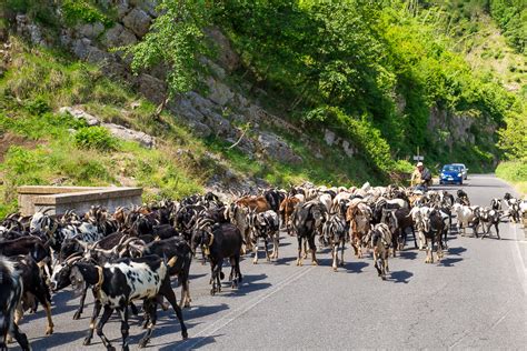 Travel In Italy The Amalfi Coast Andgoats Miss Cheesemonger