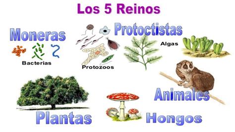 Los 5 Reinos Animales Cido