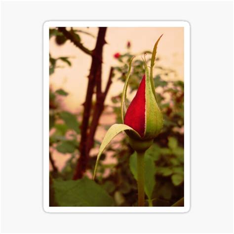 Lovely Sexy Red Rose Getting Naked Sticker For Sale By Ddtk Redbubble