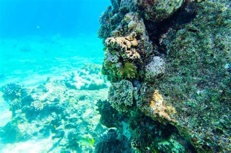 Premium Photo Colonies Of The Corals At Coral Reef In Red Sea