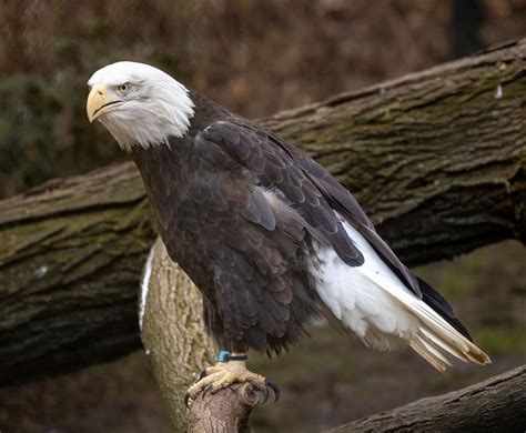 Bald Eagle Profile: Diet, Size & Lifespan (Ultimate Guide)