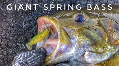 Top Bass Fishing Setups Baits You Need This Spring Beginner To