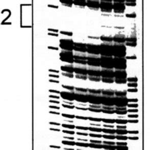 DNase I Cleavage Protection Patterns Generated By DNase I On The DNA