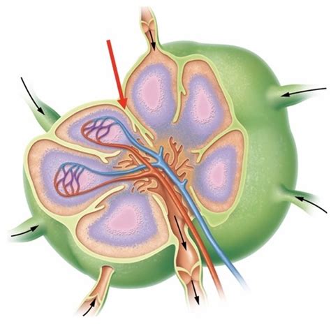 Lymphatic Flashcards Quizlet