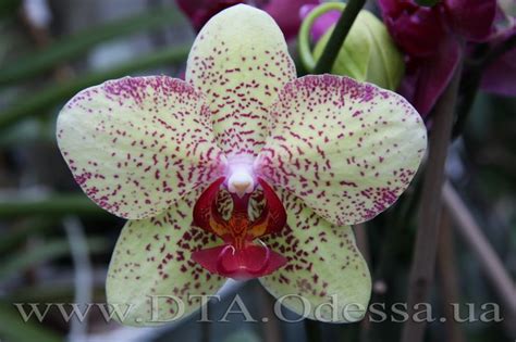 Palaenopsis 'Canary' "Канарейка" или "Канары" | Orchids, Exotic flowers ...
