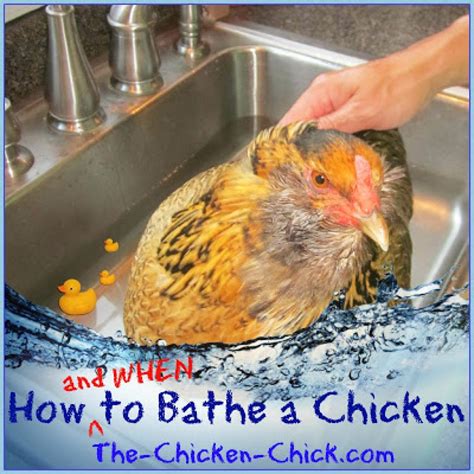 How And When To Give A Chicken A Bath Chickens Backyard Chicken