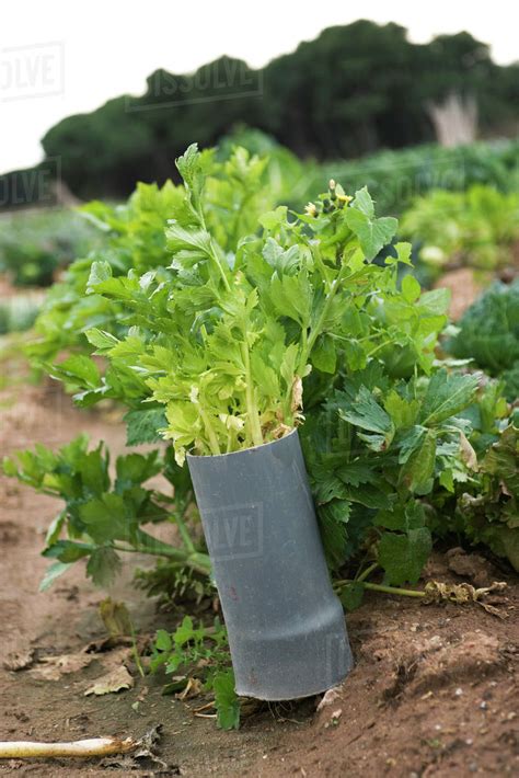 Celery plant in vegetable garden - Stock Photo - Dissolve