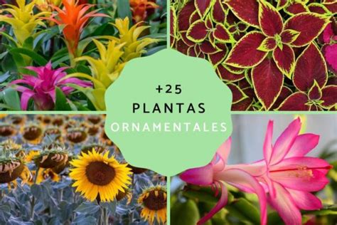 Las 10 flores más hermosas para tener en tu jardín Aquí tienes la