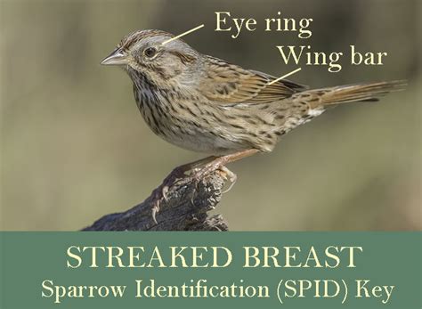 SPID Key - Streaked Breast