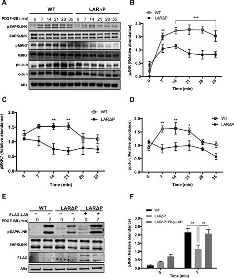 LAR Regulates The JNK Signaling Pathway A WT And LARP Cells Were